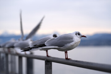 Close-up of seagulls at border of Lake Zurich on a cloudy winter afternoon. Photo taken February 3rd, 2022, Zurich, Switzerland.