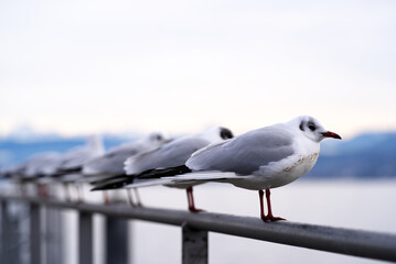 Close-up of seagulls at border of Lake Zurich on a cloudy winter afternoon. Photo taken February 3rd, 2022, Zurich, Switzerland.