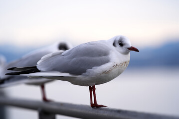 Close-up of seagulls at border of Lake Zurich on a cloudy winter afternoon. Photo taken February 3rd, 2022, Zurich, Switzerland.