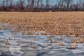 Looking out into a frozen corn field in the winter months.