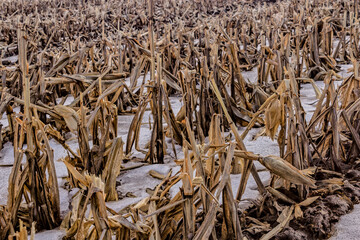 Looking down at a row of frozen corn in a farmers field during the winter months in Canada.