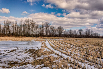 Looking out into a frozen corn field