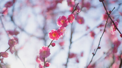 blossom in spring