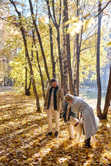 happy little caucasian boy walk with pet, mother and father together in autumn park. Autumn portrait of happy family, they walk together in park and communicate, at sunny day, warm weather