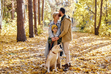 Naklejka na ściany i meble Portrait Of happy family with pet dog akita inu walking in autumn park or forest, bright colorful yellow leaves around. young man, woman and kid lead active lifestyle. human emotions concept