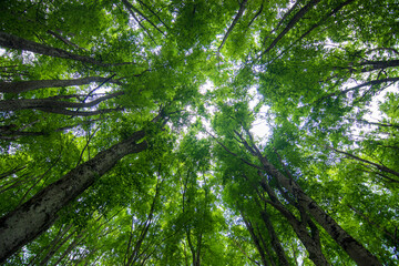 gorgeous spring trees climbs year round to the sky