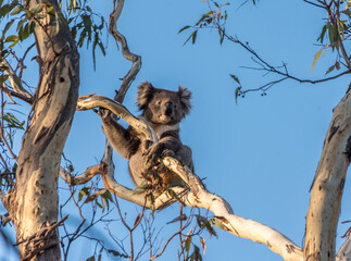 Koala (Phascolarctos cinereus) resting in the branches of a eucalyptus tree in South Australia