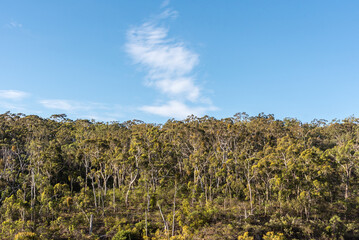 Obraz premium Puffy white clouds over a forest of eucalyptus trees in South Australia