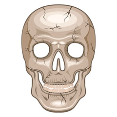 Human Skull front view cartoon style isolated white background