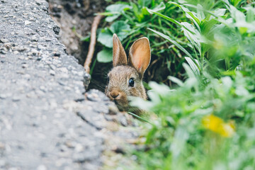 A little young rabbit looks out of his den to see if it's safe, dutch nature photo 