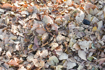 dry leaves on brown forest soil background