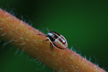 Hemiptera bugs in the wild, North China