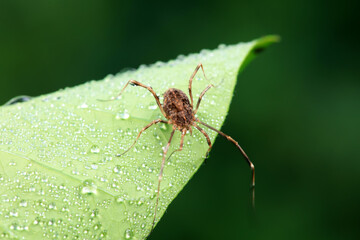 Spiders in the wild, North China