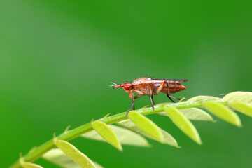 Flies on wild plants, North China