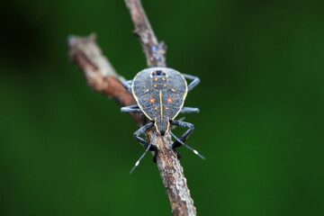 Hemiptera bugs in the wild, North China