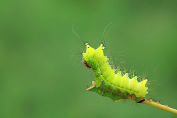 Lepidoptera larvae in the wild, North China