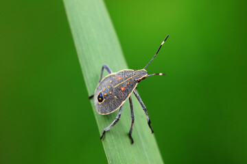Hemiptera bugs in the wild, North China