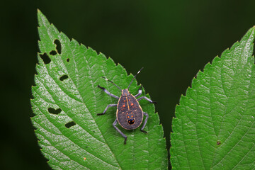 Hemiptera bugs in the wild, North China