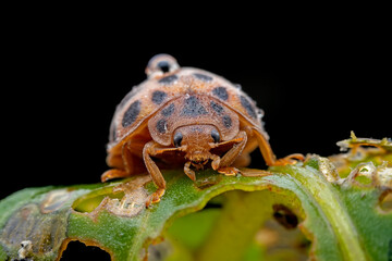 Ladybugs on wild plants, North China