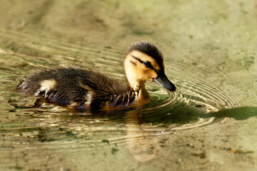 Baby Duck in Brandenburg Germany