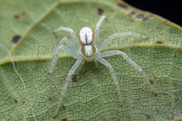 Spiders in the wild, North China