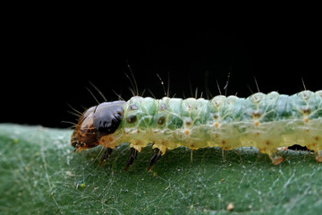 Lepidoptera larvae in the wild, North China