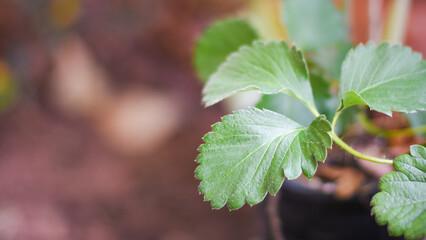 strawberry leaves in the garden