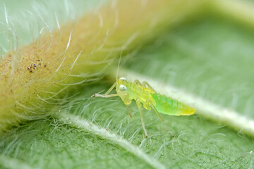 Leaf cicada on wild plants, North China