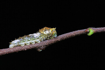 Lepidoptera larvae in the wild, North China