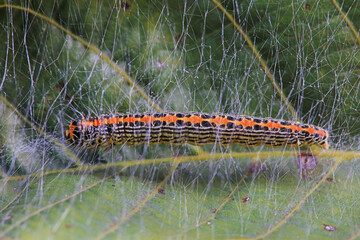Lepidoptera larvae in the wild, North China