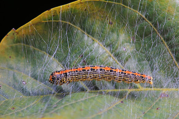 Lepidoptera larvae in the wild, North China