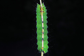 Naklejka premium Lepidoptera larvae in the wild, North China