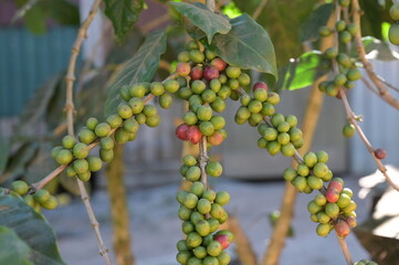Arabica coffee  tree with raw green berries  and red ripe berries on  organic farm. Unripe coffee beans on coffee tree. caffeine content is not high,smells good andsoft taste in Arabica coffee berries