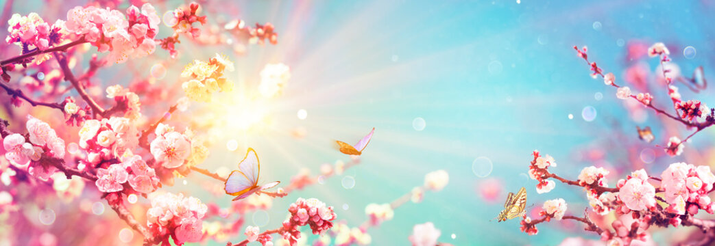 Blooming Flowers And Sky - Spring Background With Defocused abstract Light