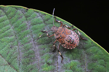 Hemiptera bugs in the wild, North China
