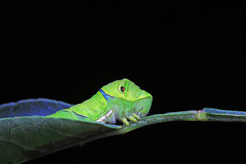 Lepidoptera larvae in the wild, North China