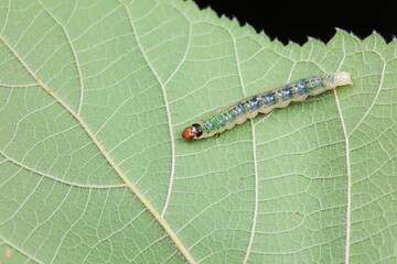 Lepidoptera larvae in the wild, North China