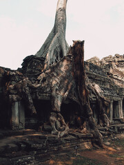 Big old tree growing through the ruins of an ancient stone temple lost in the Cambodian jungle of...