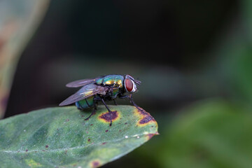 Flies on wild plants, North China