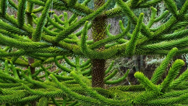 Araucaria in the Santa Catalina Botanical Garden in the ruins of a 13th century monastery. Tresbridges. Municipality of Iru&ntilde;a de Oca. Sierra Badaya. &Aacute;lava, Basque Country, Spain, Europe