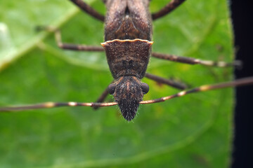 Point bee edge stink bug in the wild, North China