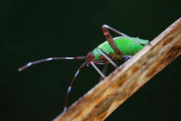 Hemiptera bugs in the wild, North China