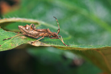 Point bee edge stink bug in the wild, North China