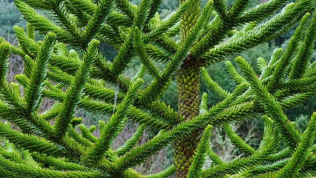 Araucaria in the Santa Catalina Botanical Garden in the ruins of a 13th century monastery. Tresbridges. Municipality of Iru&ntilde;a de Oca. Sierra Badaya. &Aacute;lava, Basque Country, Spain, Europe
