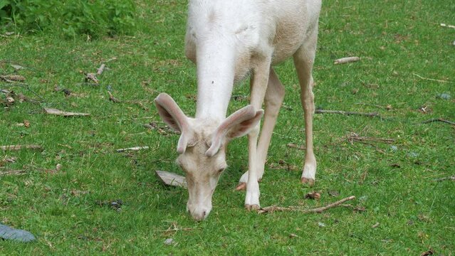 Albino deer sniffs, nibbles grass in meadow in forest. Young white animal grazing in farmland or zoo. Hoofed herbivorous mammal walk on glade, eat herbs in summer. Front view. Head with horns, muzzle