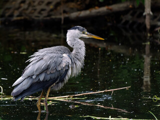 Grey heron in Potsdam Germany on the Havel