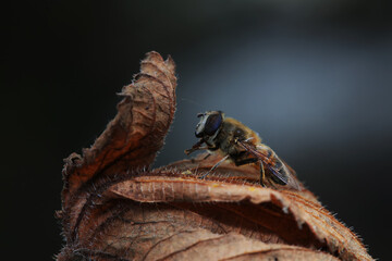 Aphid eating flies in the wild, North China
