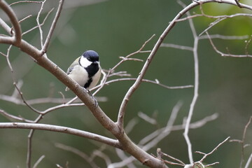 japanese tit in the forest