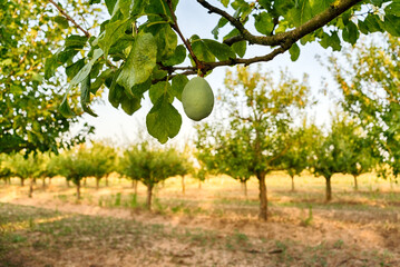 Fototapeta na wymiar Green plum on a tree against Orchard
