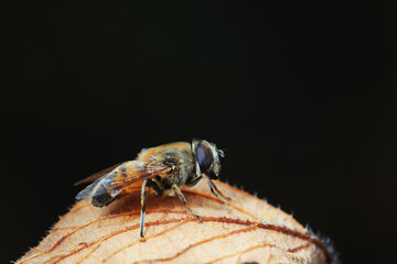 Aphid eating flies in the wild, North China